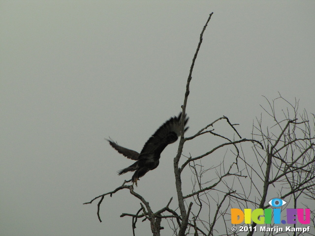 SX17147 Bird of prey flying off